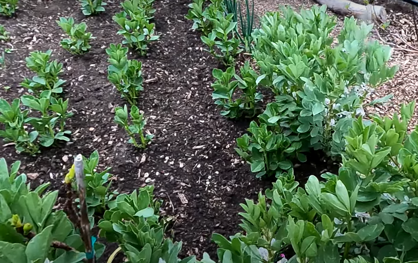 Does Neem Oil Kill Bees in the Garden? GardenProfy