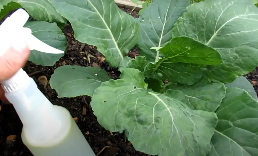 How To Prevent Slugs In Your Garden?