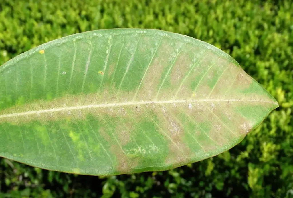 What are spider mites and how do they affect plants?