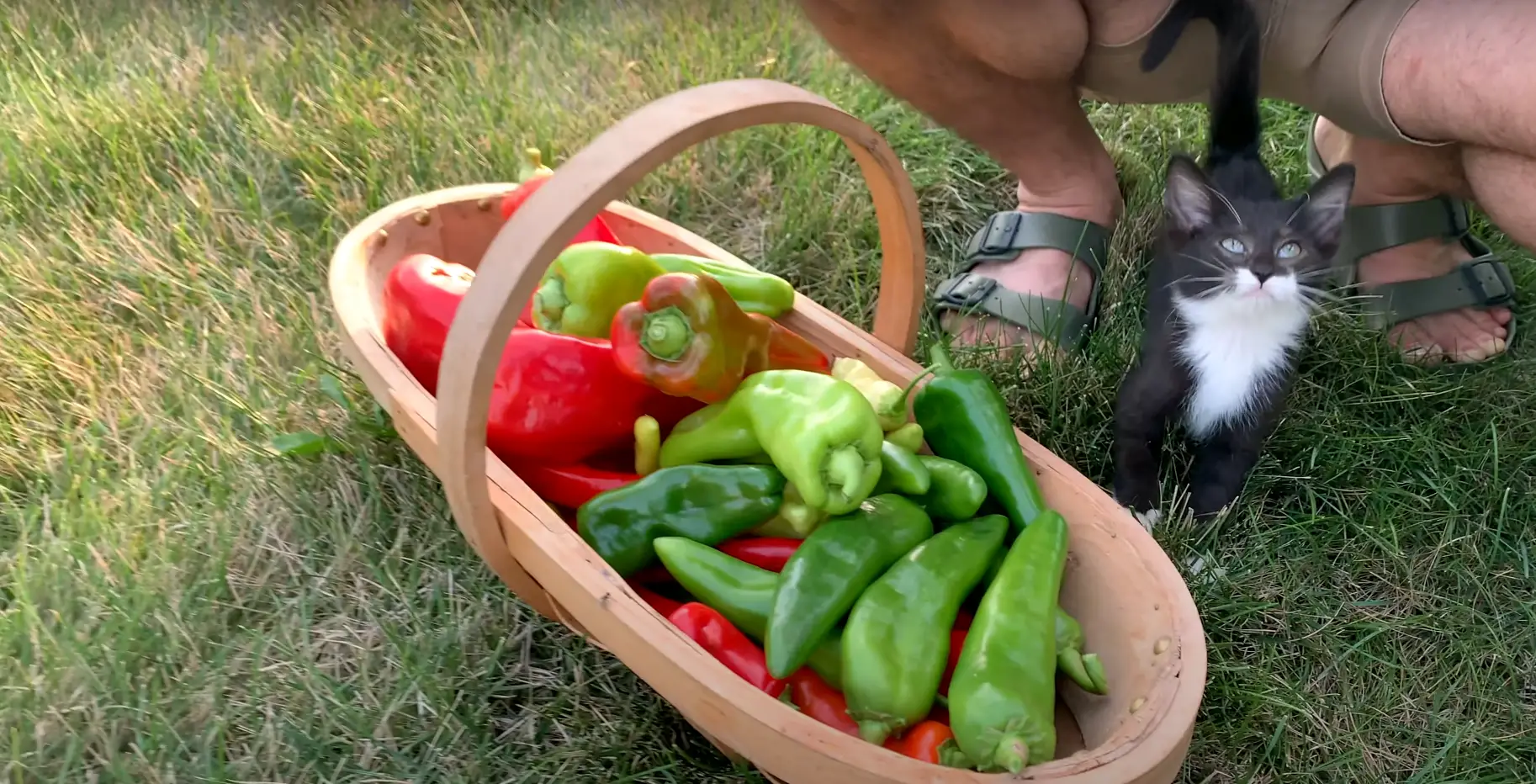 How Do You Ripen Peppers Off The Vine?