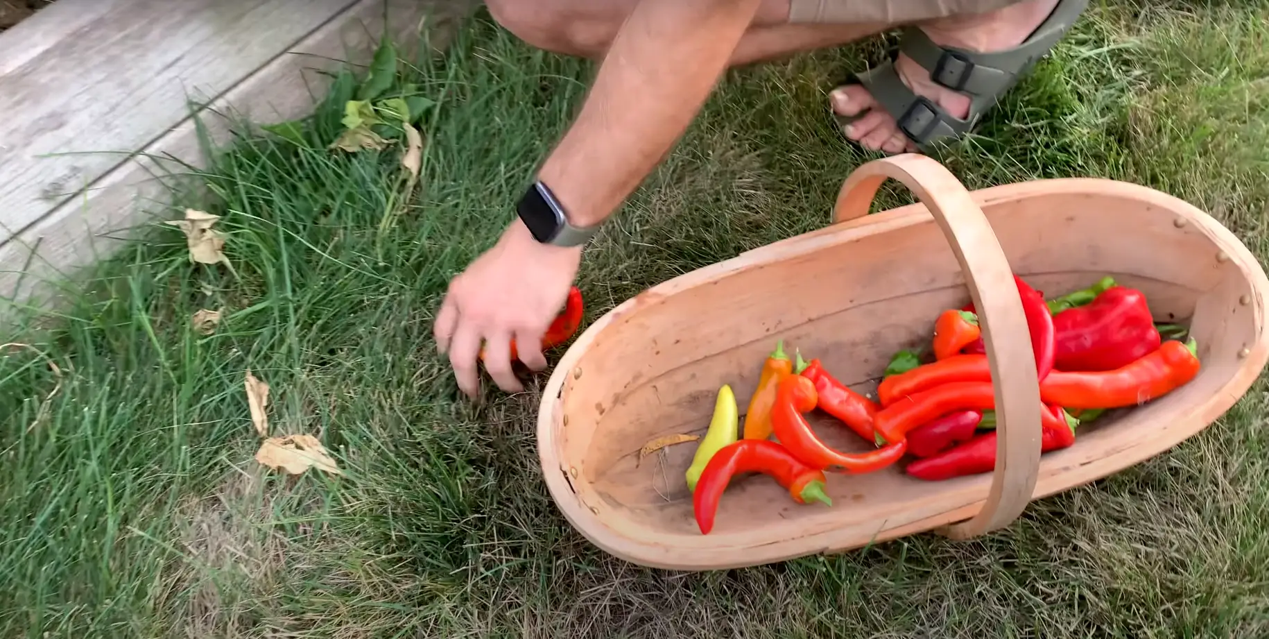 How Long Does It Take For Peppers To Turn Red?