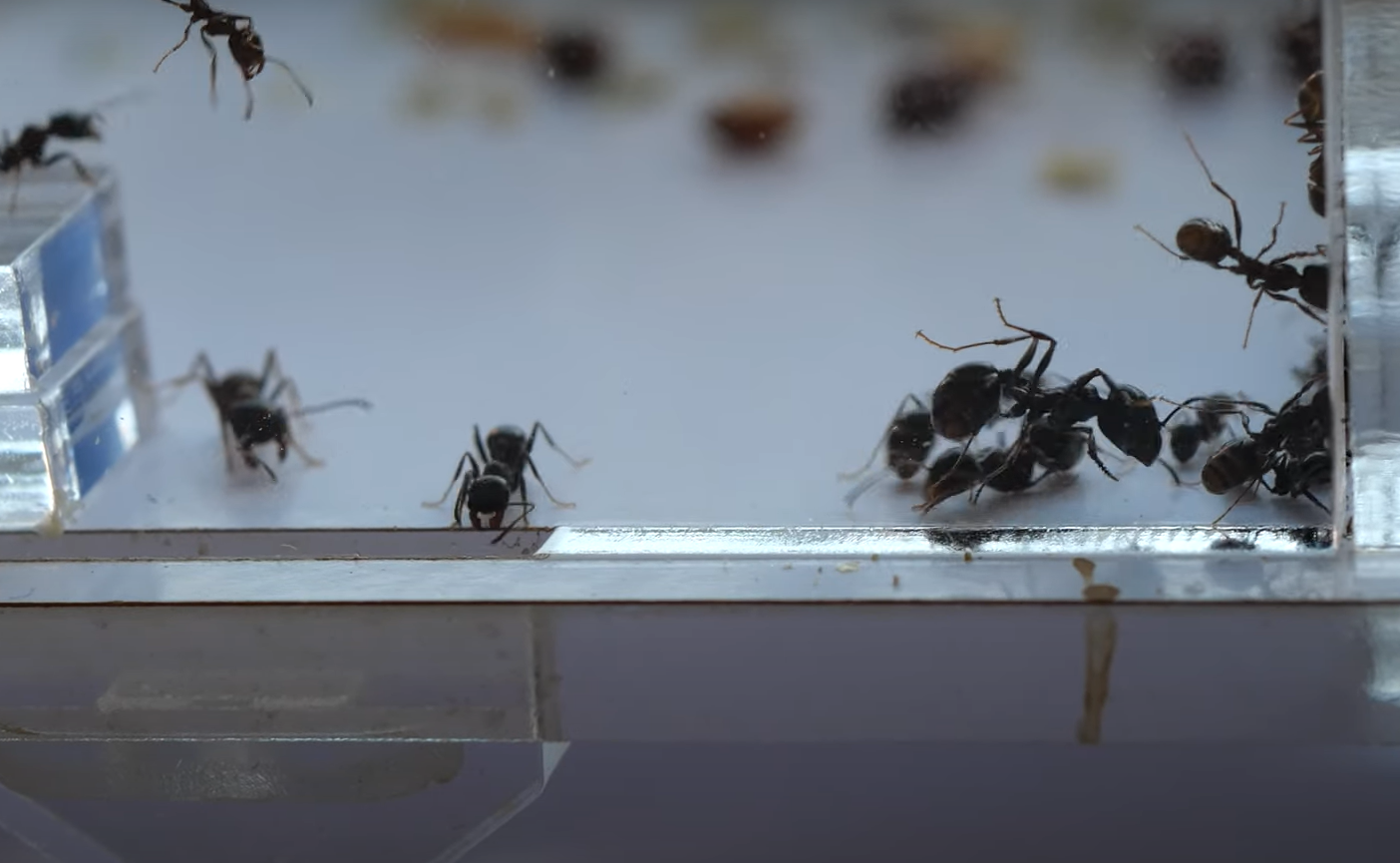 How Long Does Peppermint Oil Repel Ants? GardenProfy