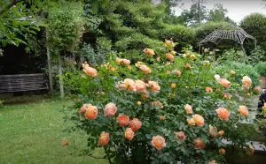 Rose Leaves Turning Yellow and Brown: What to Do? - GardenProfy