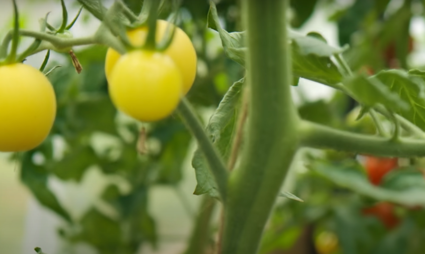 How Often Should You Water Tomato Plants? GardenProfy