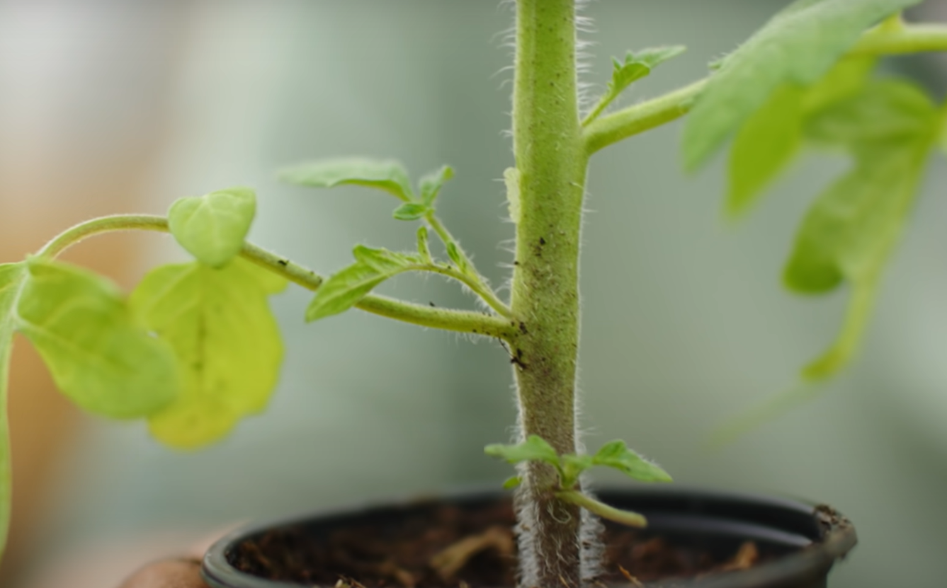 How Often Should You Water Tomato Plants? GardenProfy