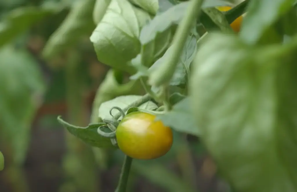Do tomato plants need full sun?