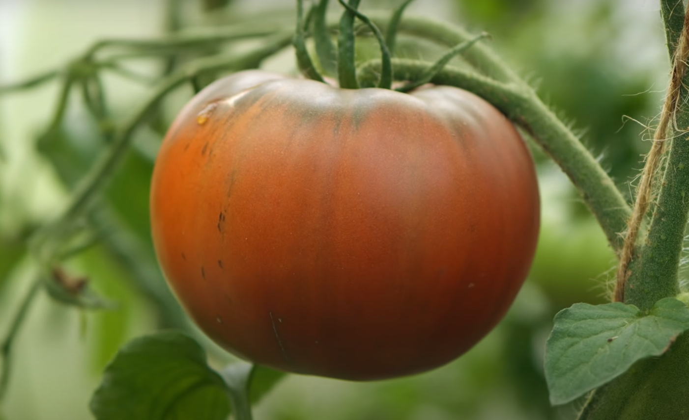How Often Should You Water Tomato Plants? GardenProfy