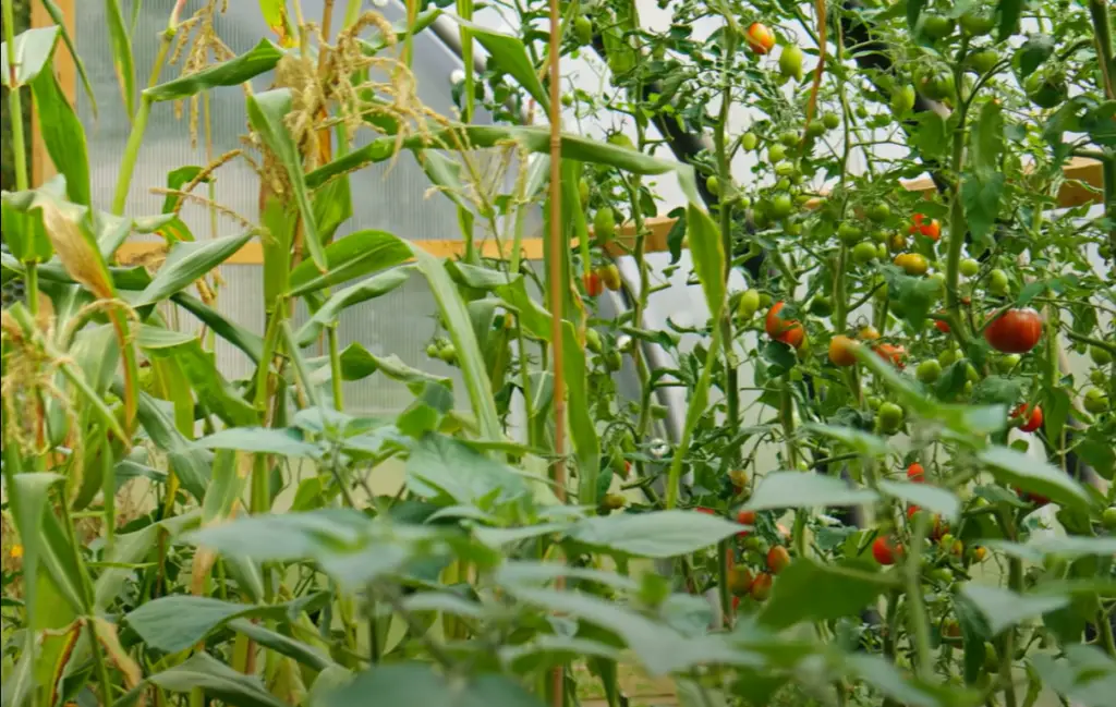 Why do you need to prune tomato plants?