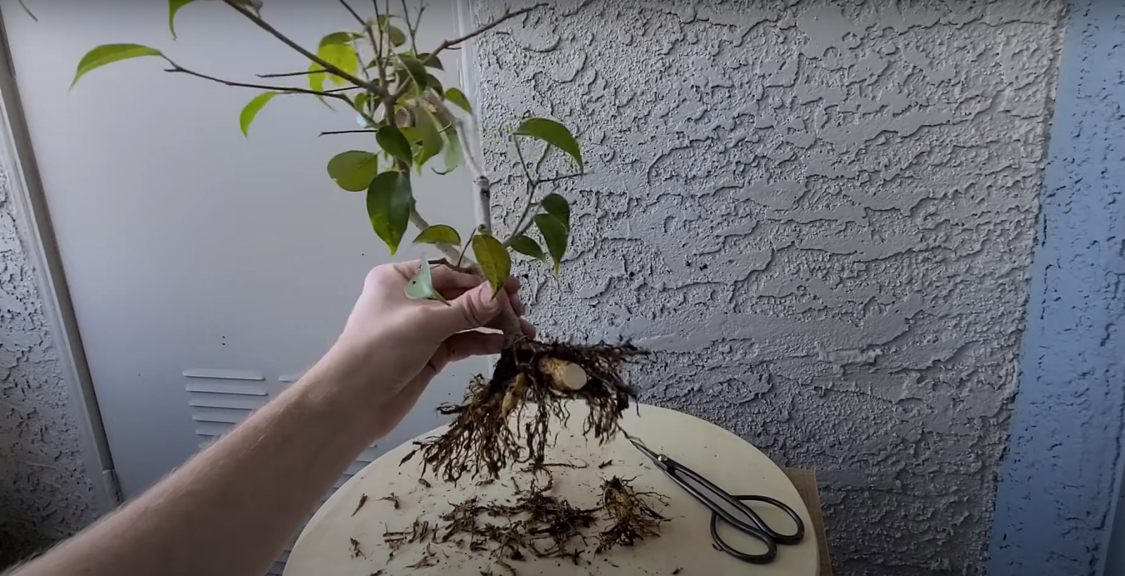 How to Save a Dying Ficus Tree? GardenProfy