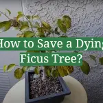 How to Save a Dying Ficus Tree?