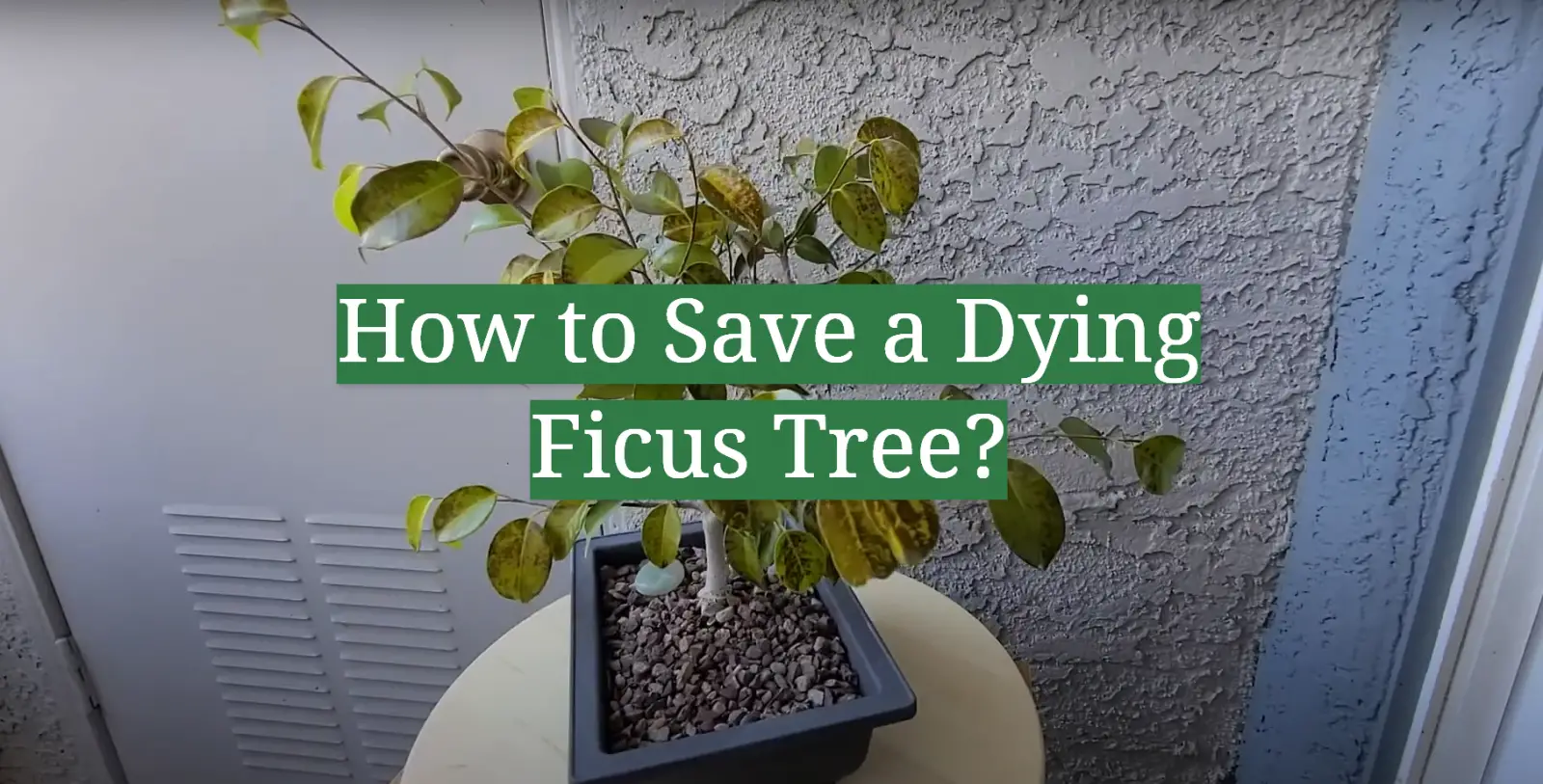 How to Save a Dying Ficus Tree?
