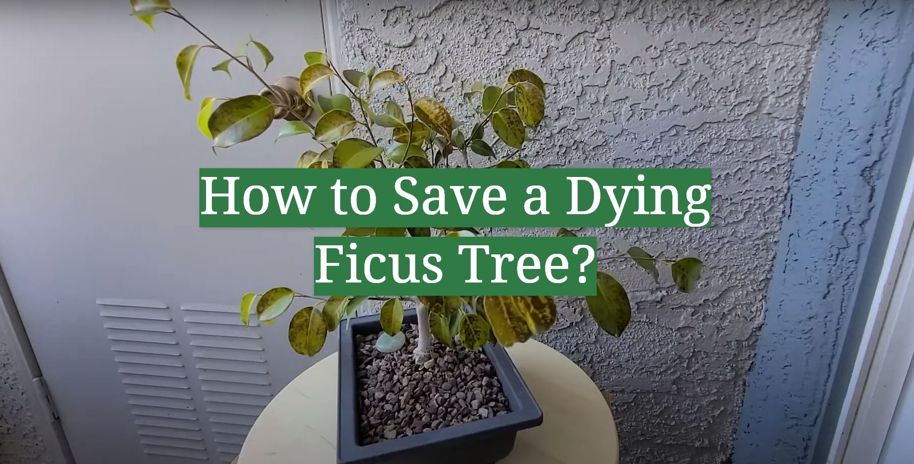 How To Save A Dying Ficus Tree Gardenprofy