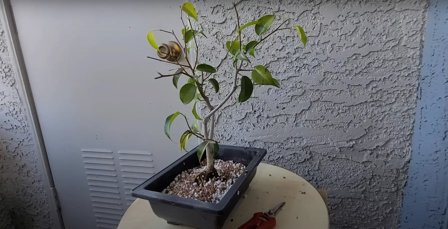 How To Tell Your Ficus Is Not Getting Enough Light?