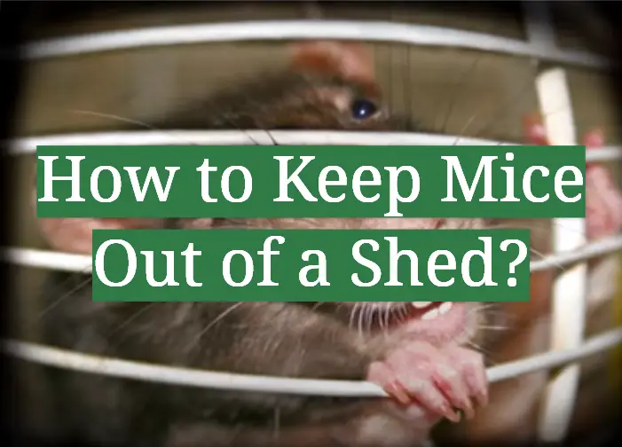 How to Keep Mice Out of a Shed?