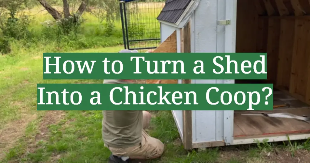 How to Turn a Shed Into a Chicken Coop? GardenProfy