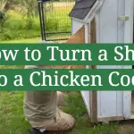 How to Turn a Shed Into a Chicken Coop?