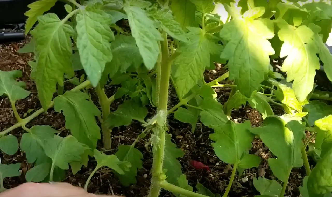 How to Use Neem Oil on Tomato Plants? GardenProfy