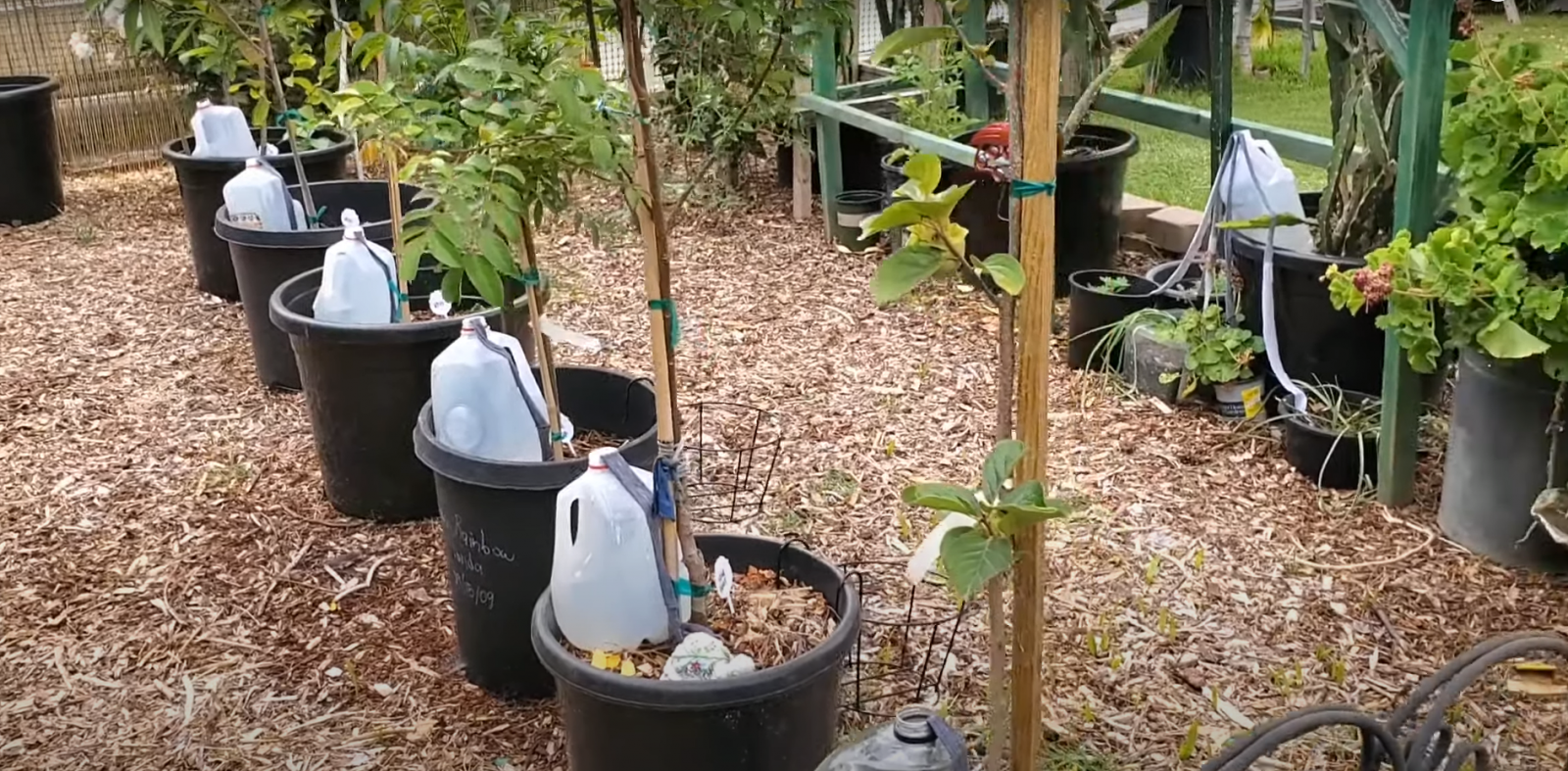 How to Water Garden Without a Hose? GardenProfy