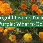 Marigold Leaves Turning Purple: What to Do?