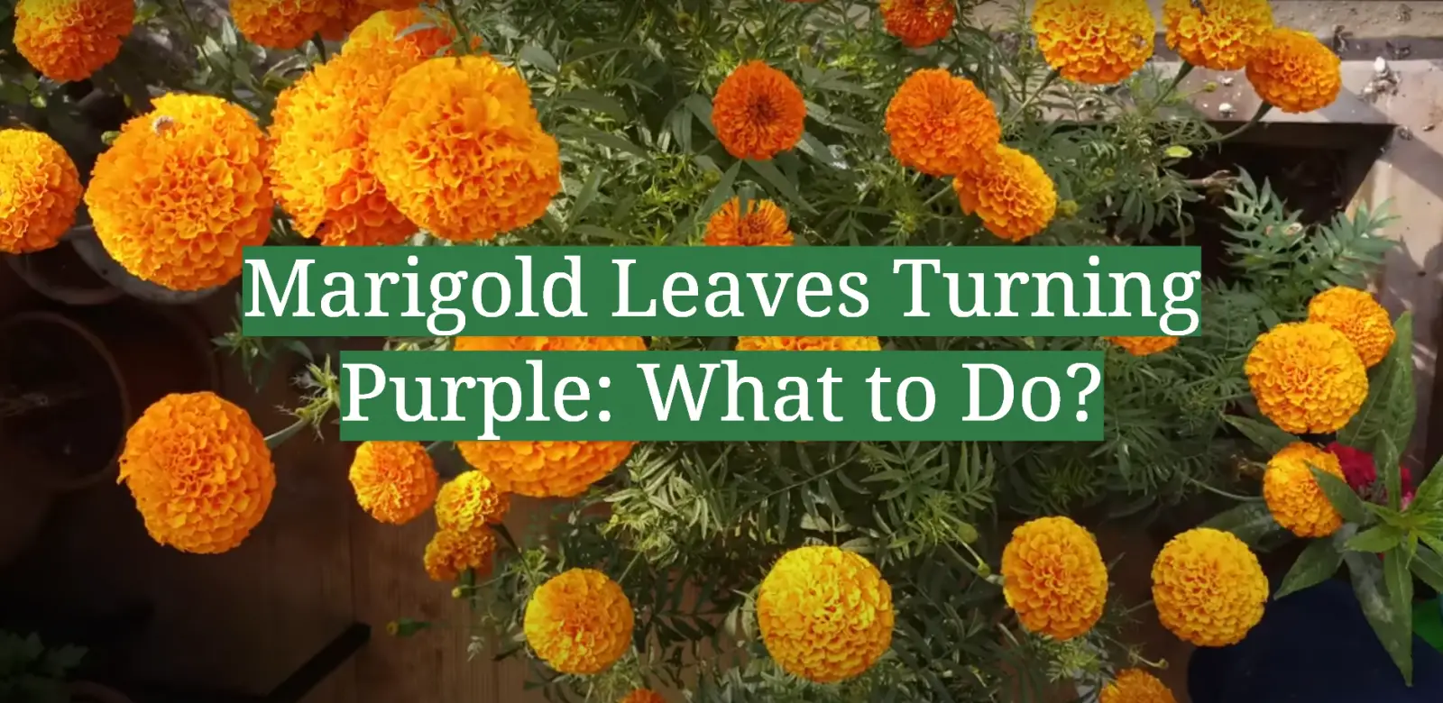 Marigold Leaves Turning Purple: What to Do?