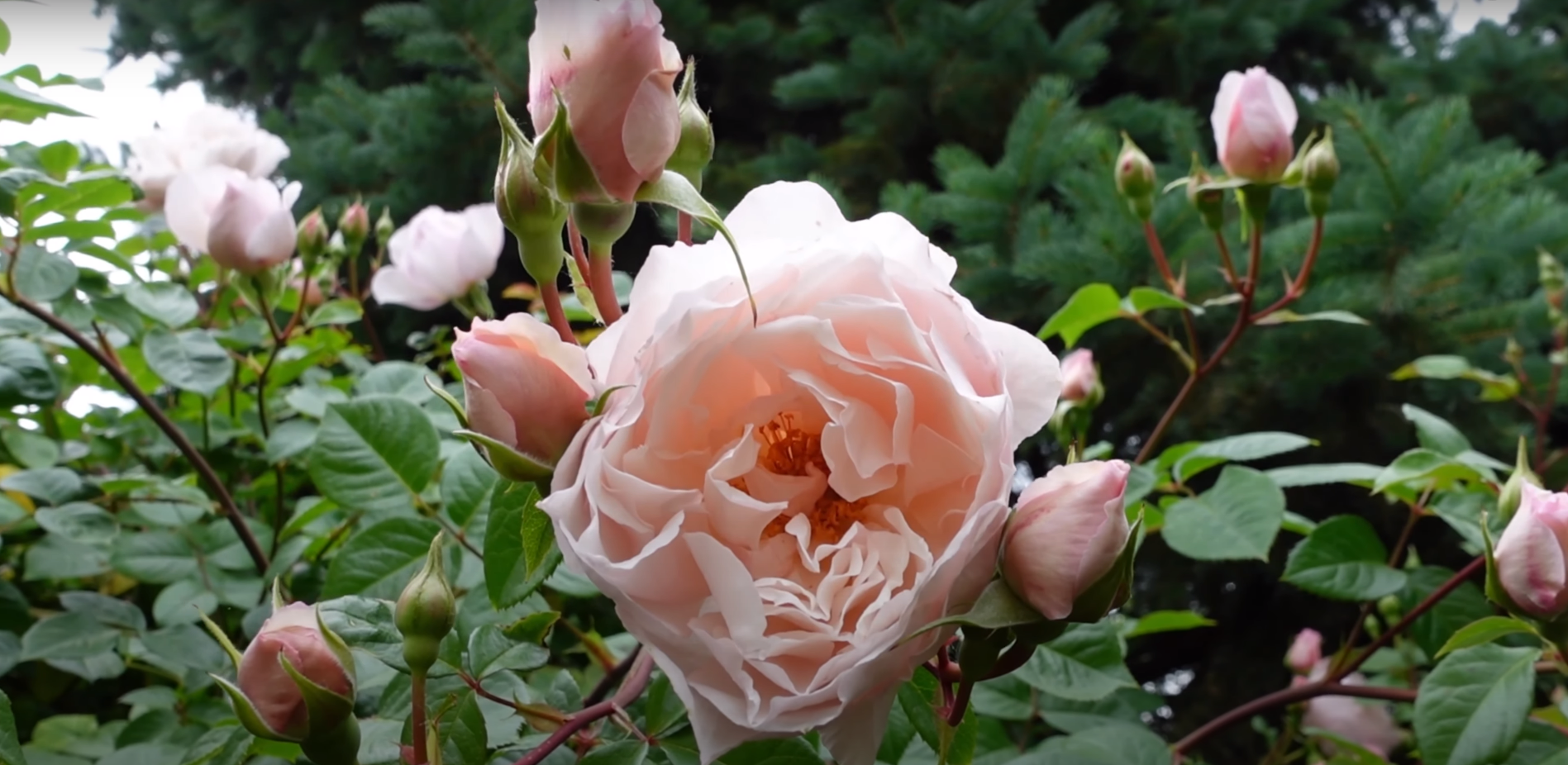 More Tips for Treating Rose Leaves Turning Yellow and Brown