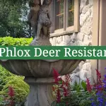 Is Phlox Deer Resistant?