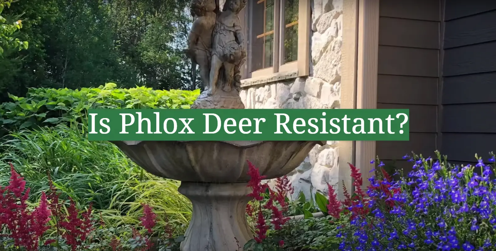 Is Phlox Deer Resistant?
