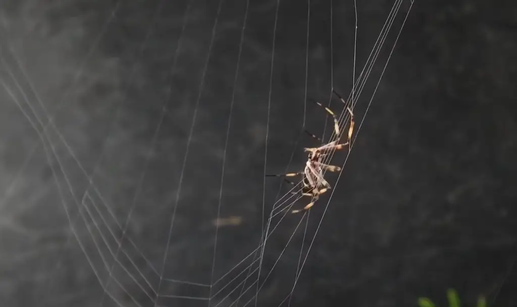 Why do spiders build webs?