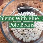 Problems With Blue Lake Pole Beans