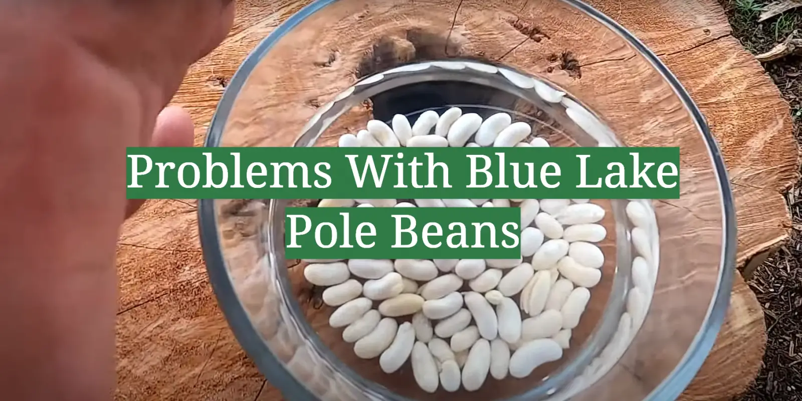 Problems With Blue Lake Pole Beans