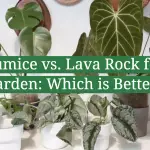 Pumice vs. Lava Rock for Garden: Which is Better?
