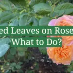 Red Leaves on Roses: What to Do?