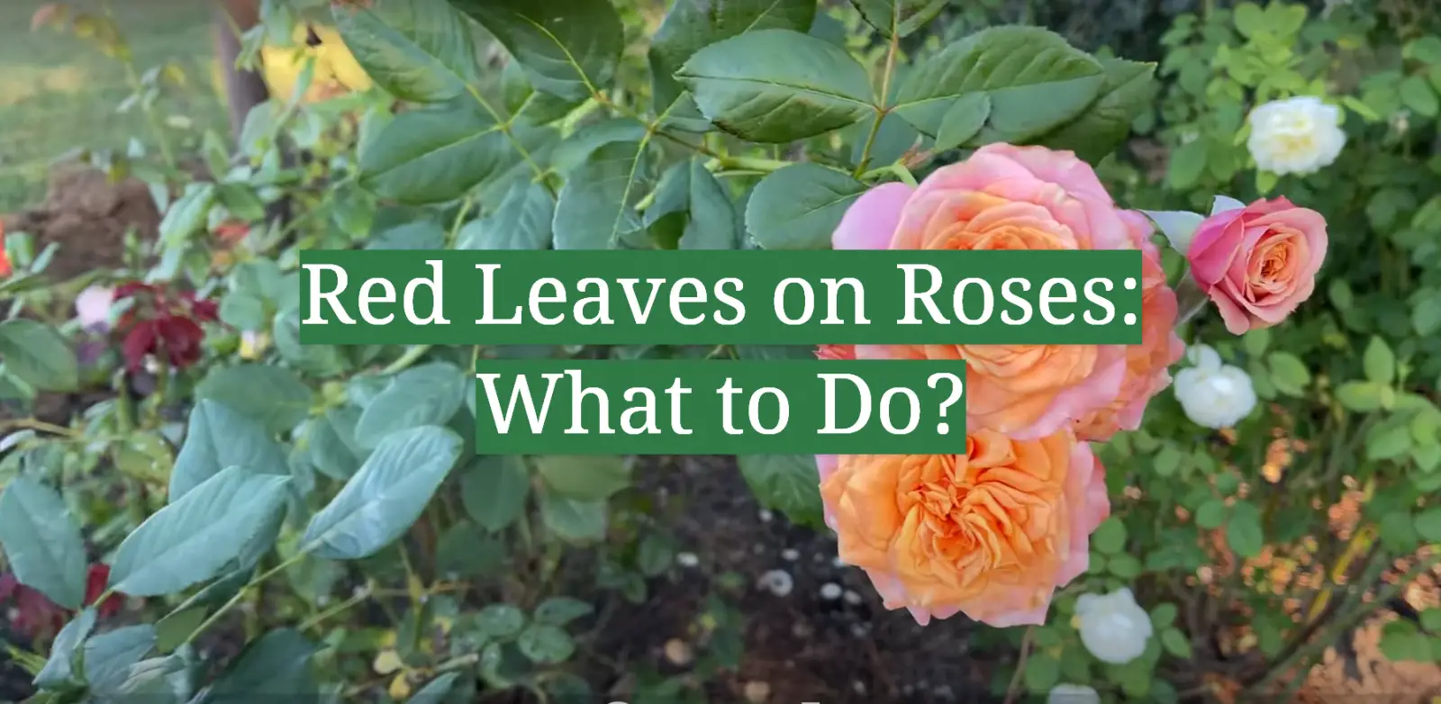 Red Leaves on Roses: What to Do?