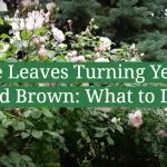 Rose Leaves Turning Yellow and Brown: What to Do?