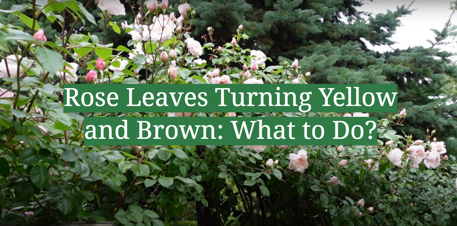 Rose Leaves Turning Yellow and Brown What to Do? GardenProfy