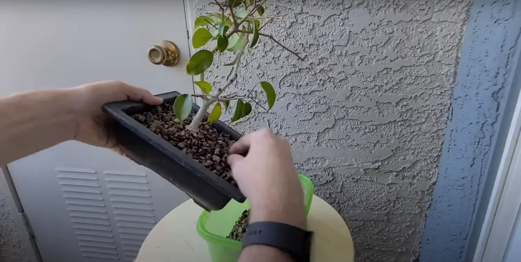 How to Save a Dying Ficus Tree? GardenProfy