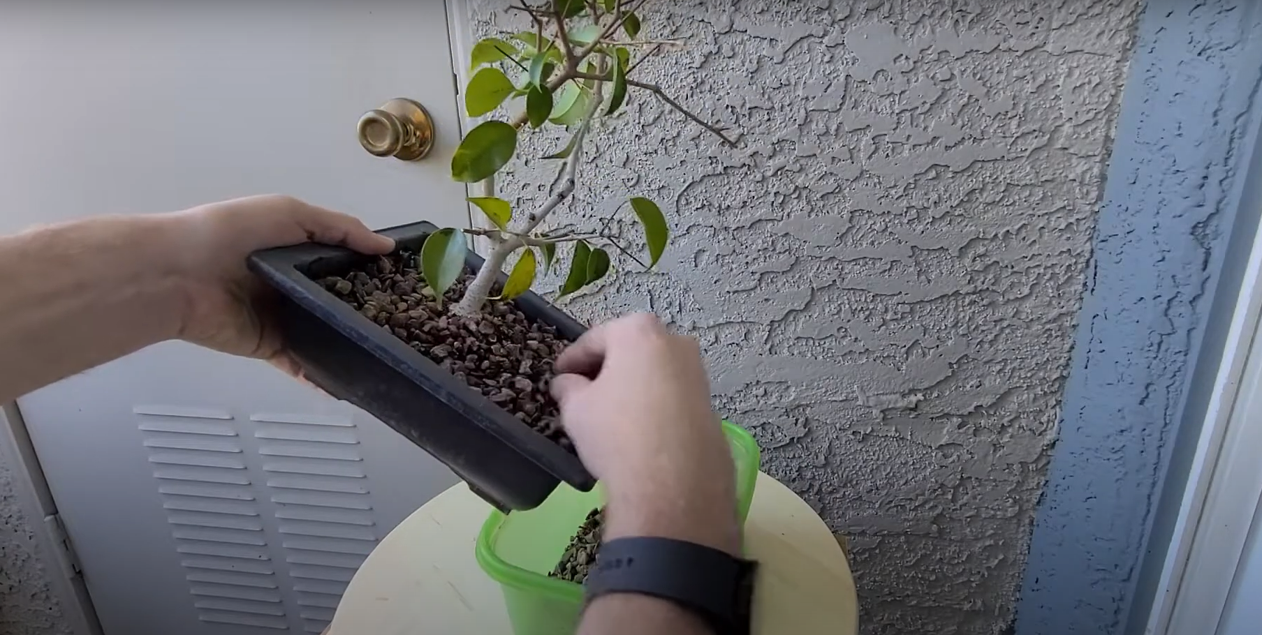 Signs of a Dying Ficus Tree