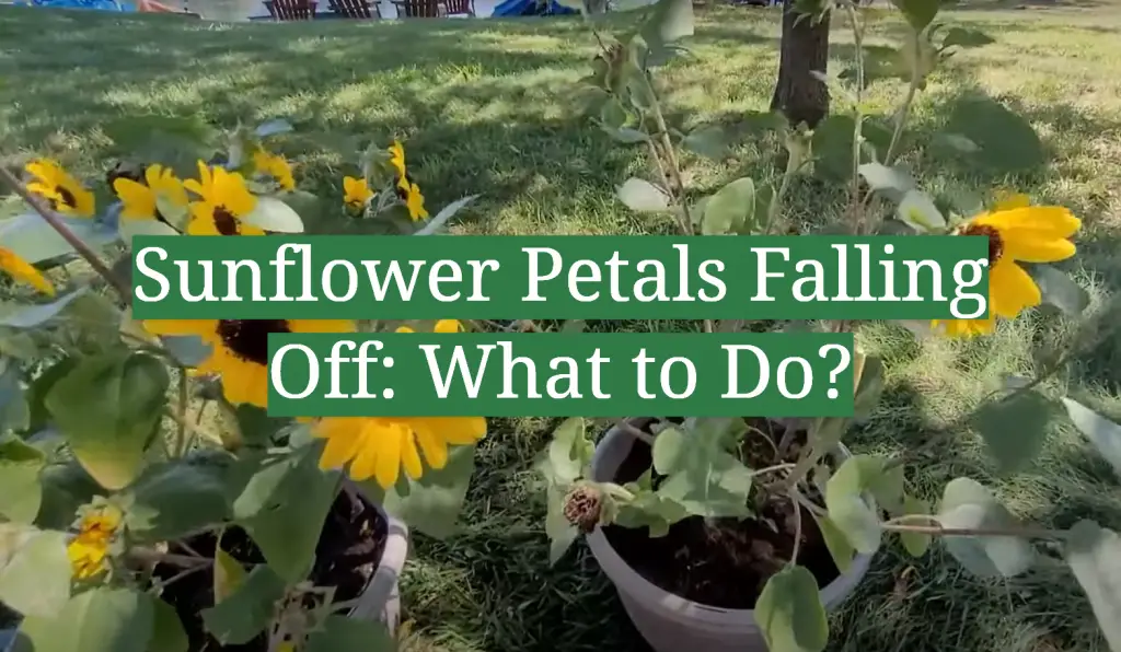 Sunflower Petals Falling Off What to Do? GardenProfy