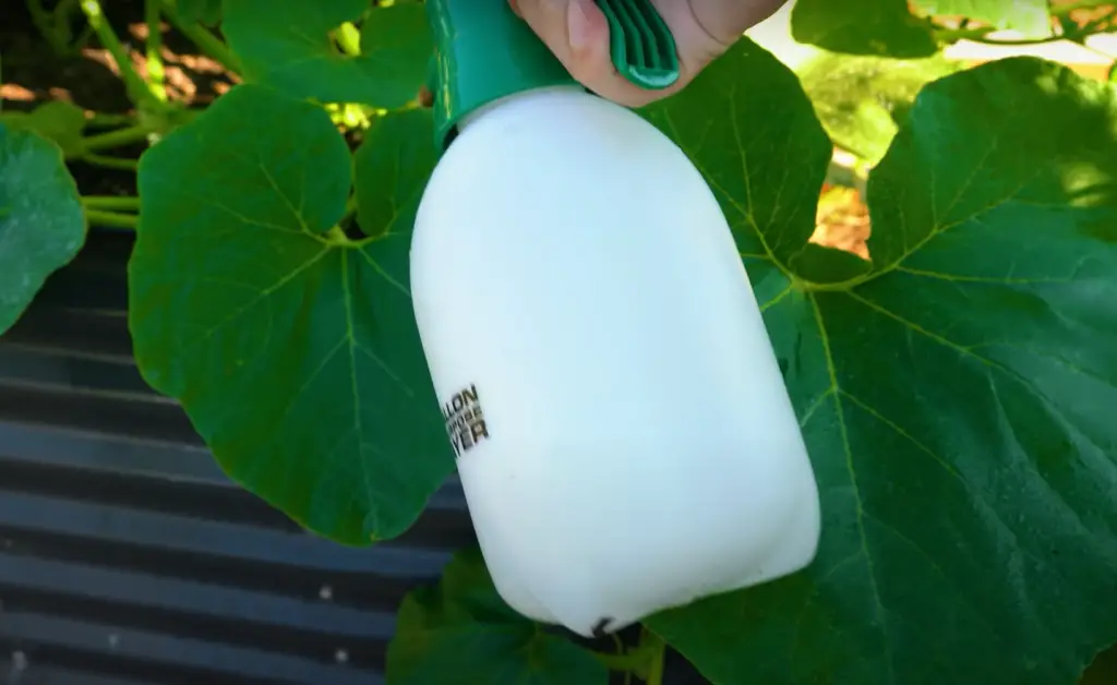 Fill a garden sprayer with enough water to get the job done.