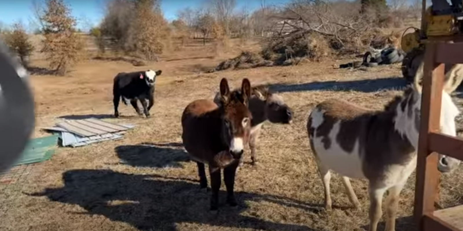 What Is a Loafing Shed? GardenProfy