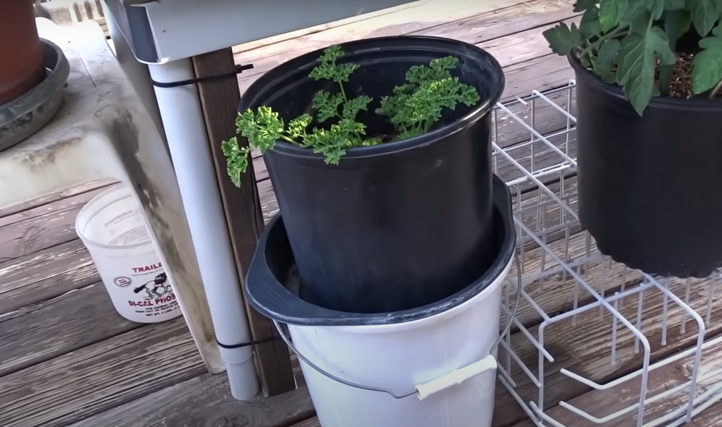 What Plants Grow Well in Cinder Blocks? GardenProfy