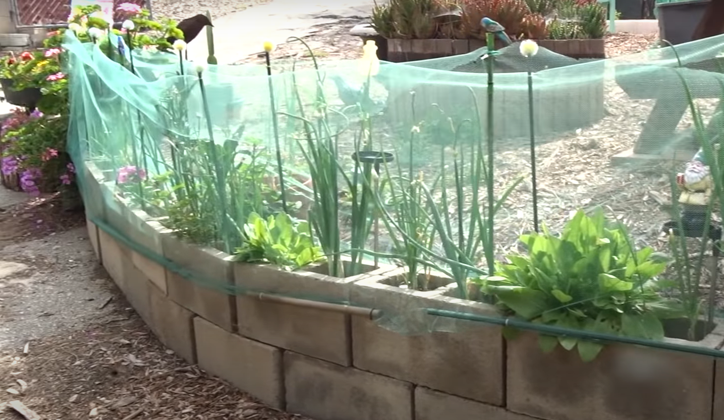 What Plants Grow Well in Cinder Blocks? GardenProfy