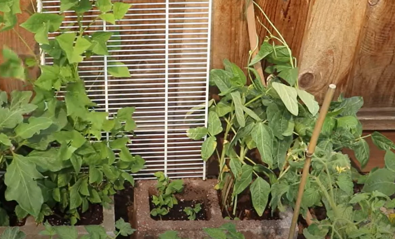 What Plants Grow Well in Cinder Blocks? GardenProfy