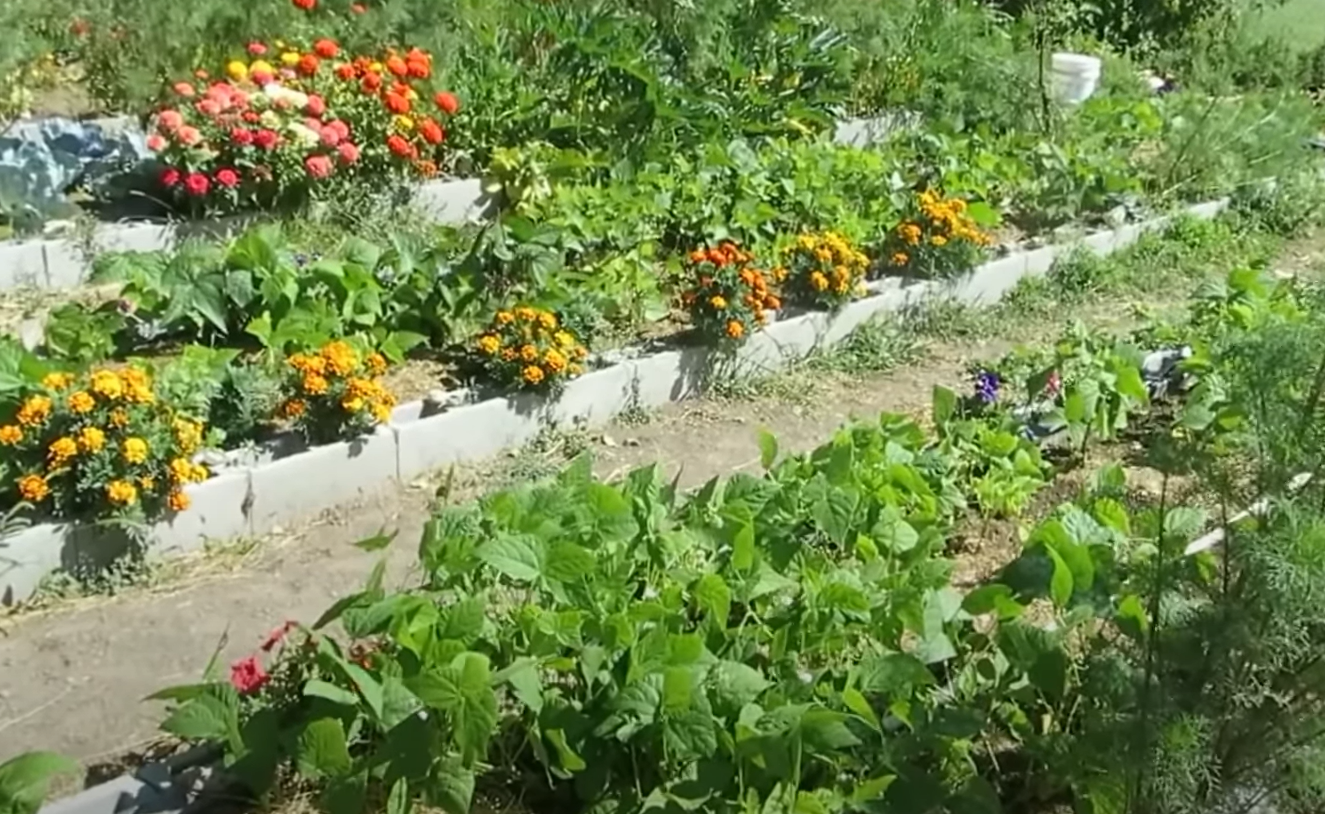 What Plants Grow Well in Cinder Blocks? GardenProfy