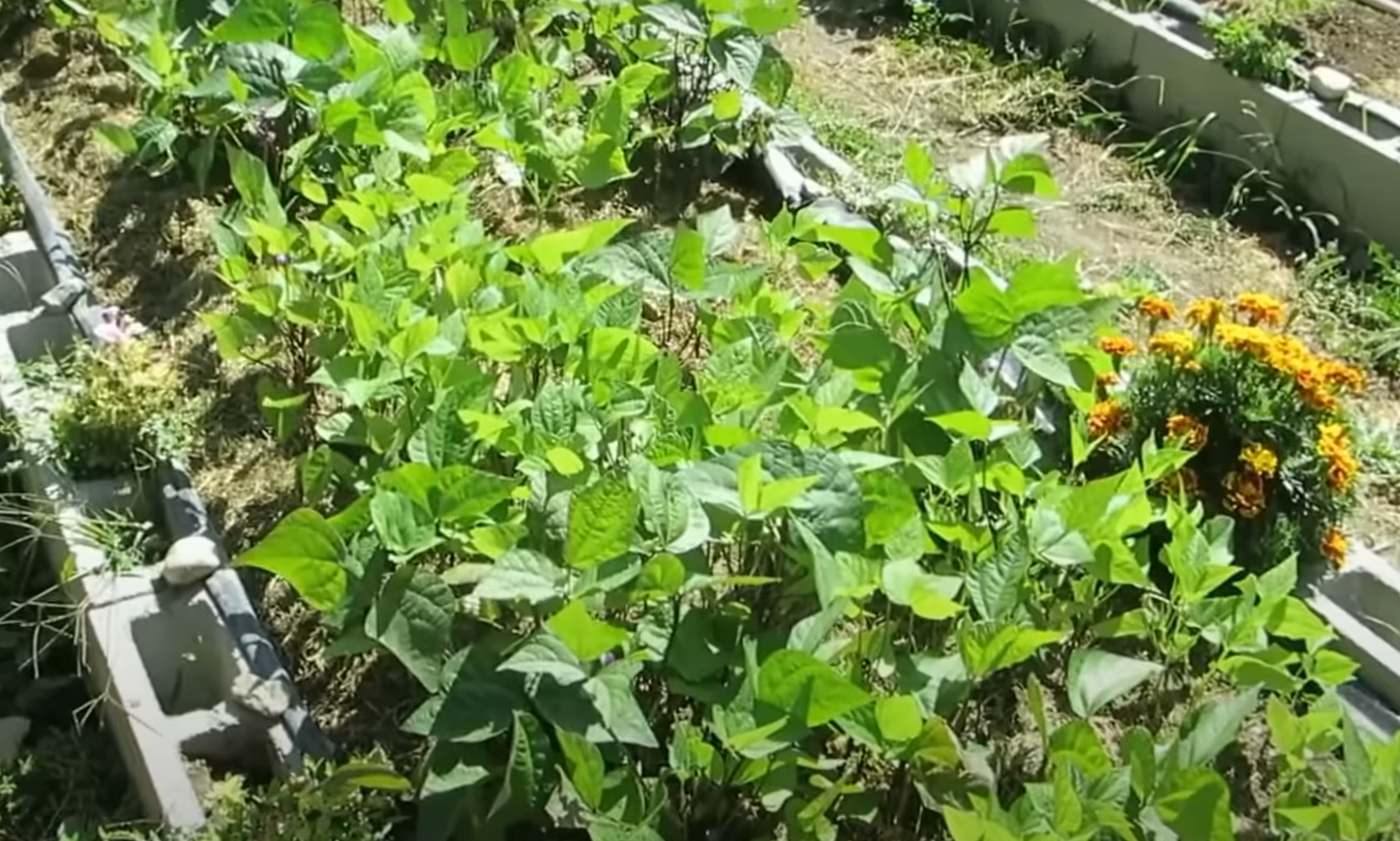 What Plants Grow Well in Cinder Blocks? GardenProfy