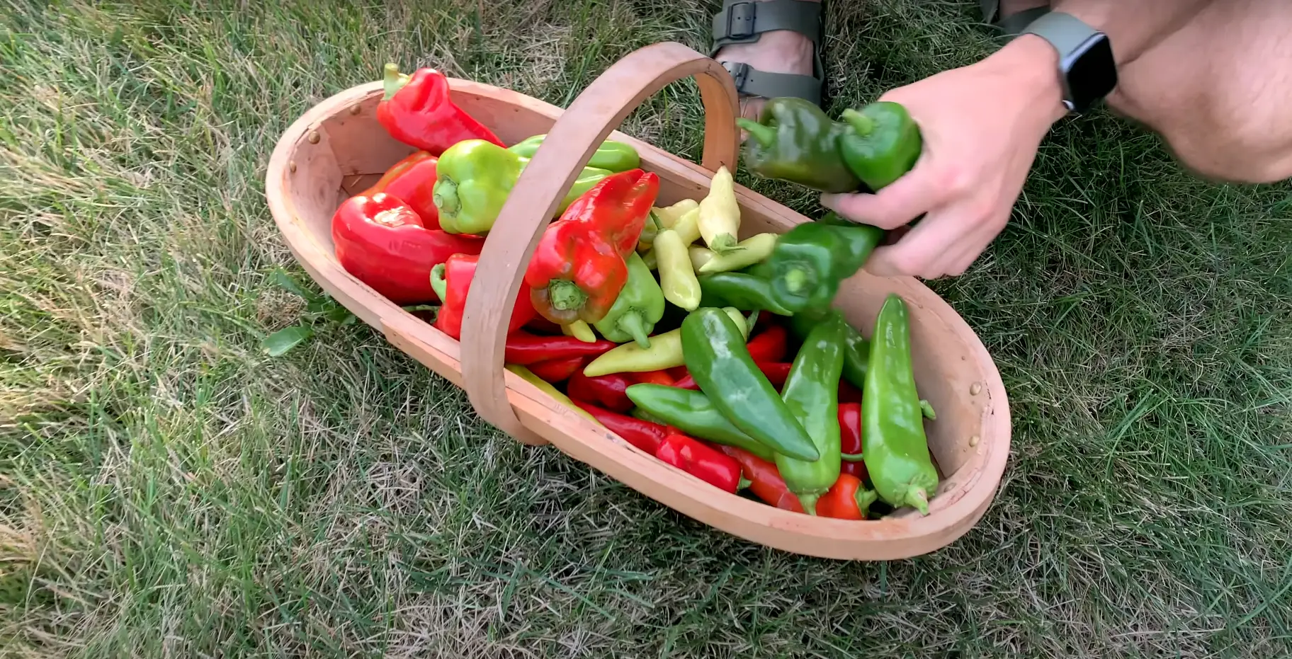 Will Red Peppers Turn Red If Picked Green?