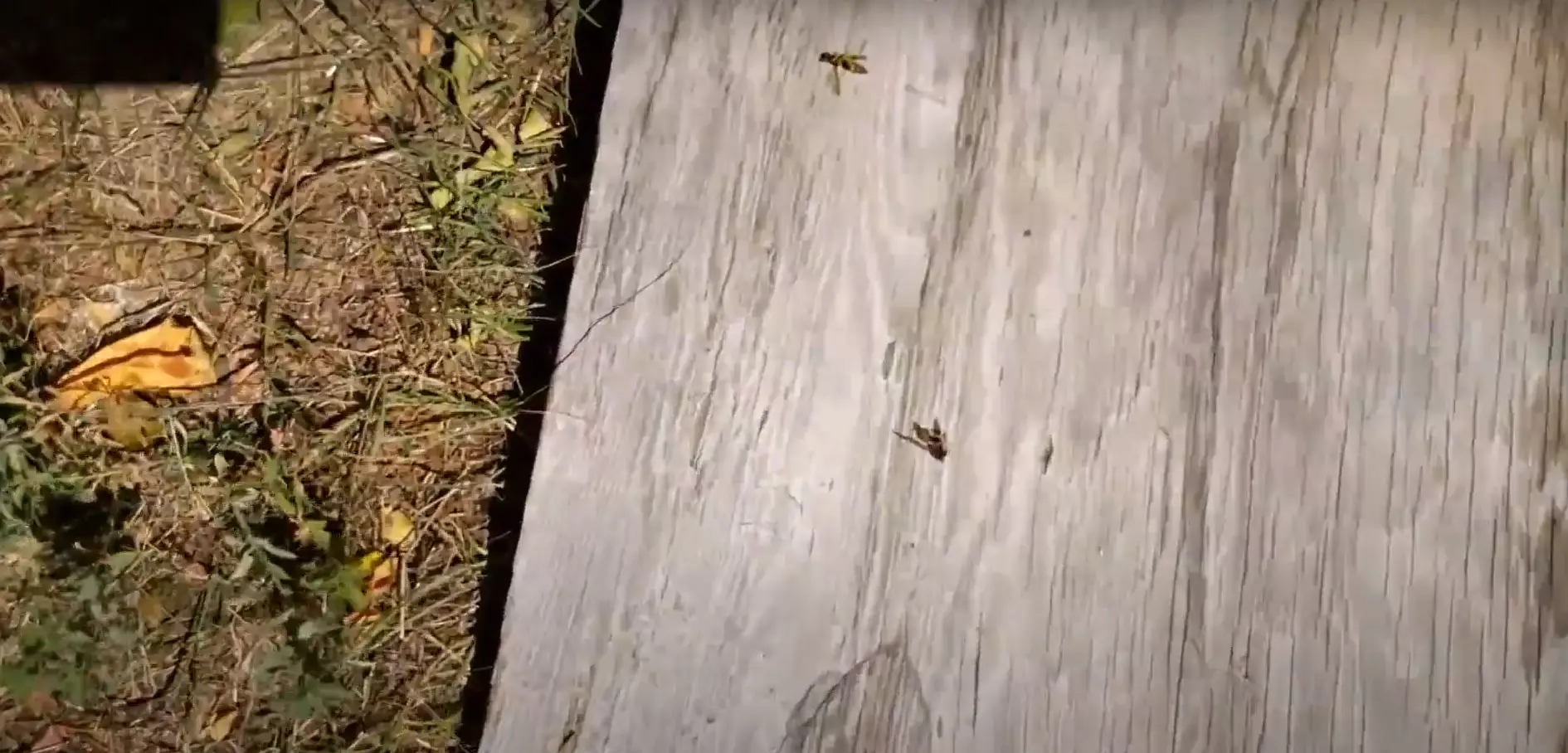 Will Wasps Return to a Sprayed Nest?