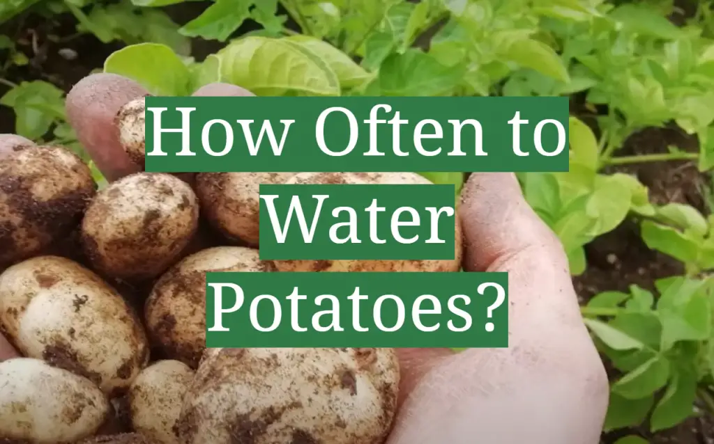 How Often to Water Potatoes? GardenProfy