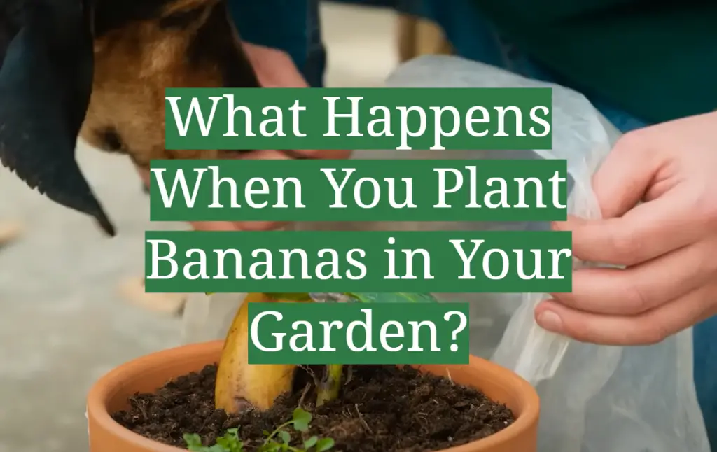 What Happens When You Plant Bananas in Your Garden? GardenProfy