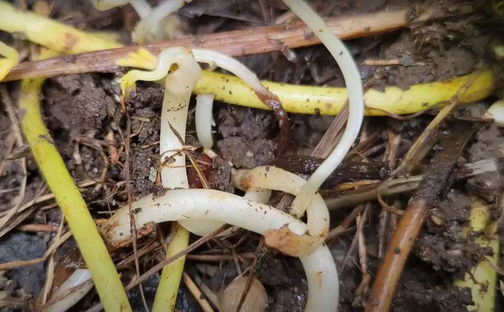 How to Control Garden Centipedes?